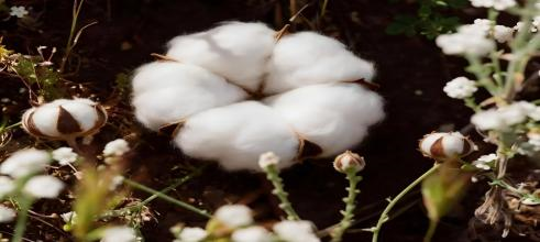 organic cotton